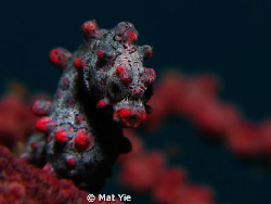 Hippocampus bargibanti - Taken at Lembeh Strait with Cano... by Mat Yie 